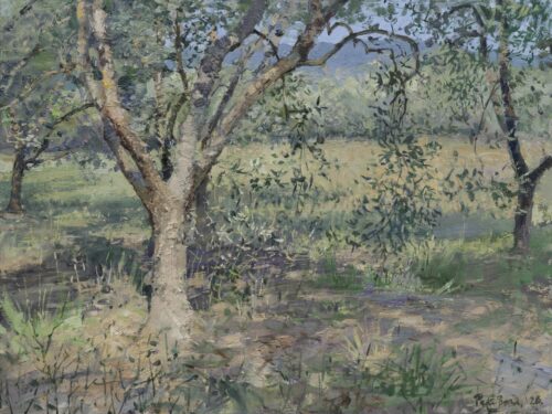 The Olive Grove, Tuscany, Summer 2026