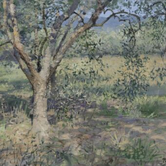The Olive Grove, Tuscany, Summer 2026 The Olive Grove, Tuscany, Summer 2026
